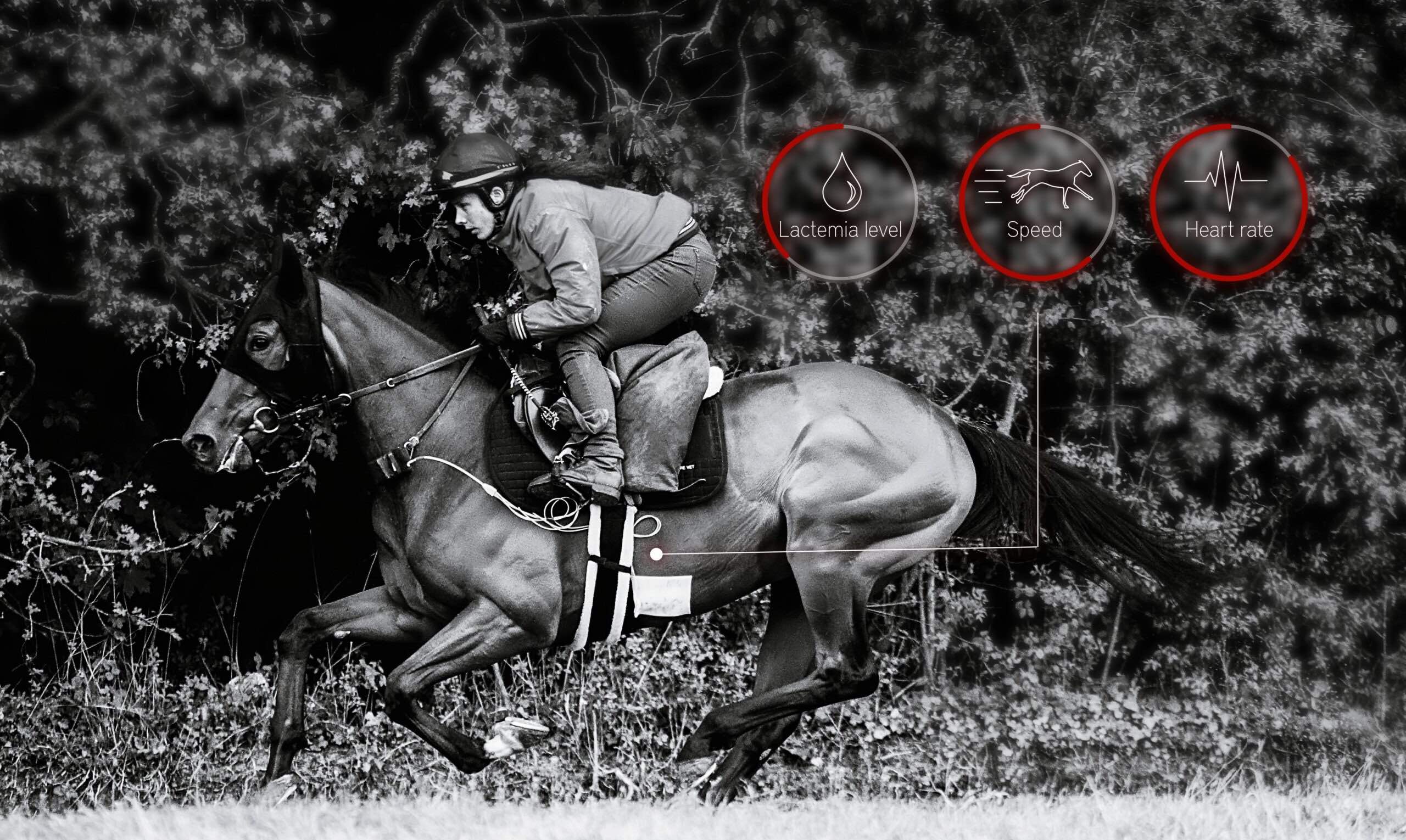 S’assurer de la condition physique et physiologique des chevaux avant une course cheval data course