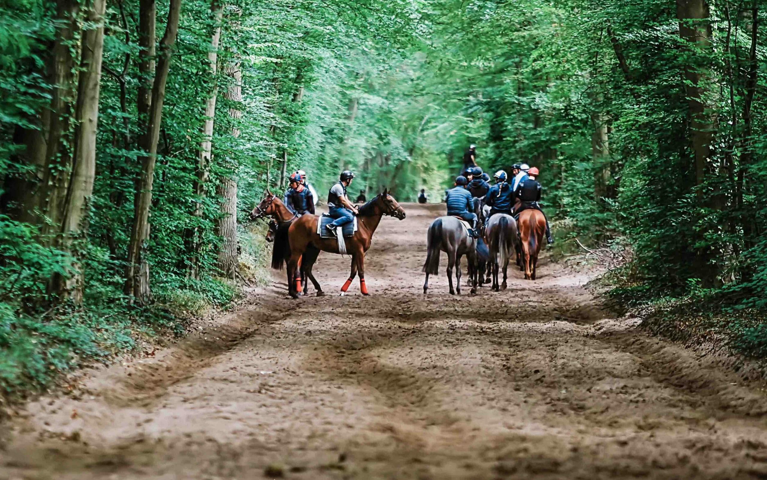 N0G1280_filtered copie Chevaux de course à l'entraînement dans la forêt
