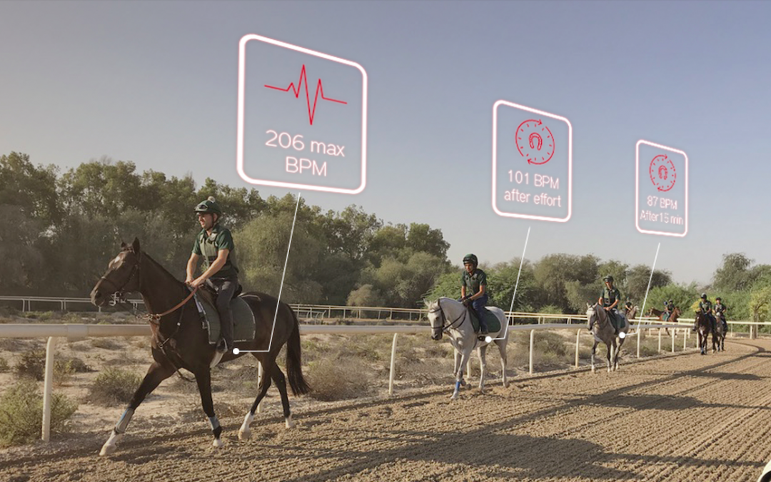Sudden Death In Racehorses The Stake Of Well Being