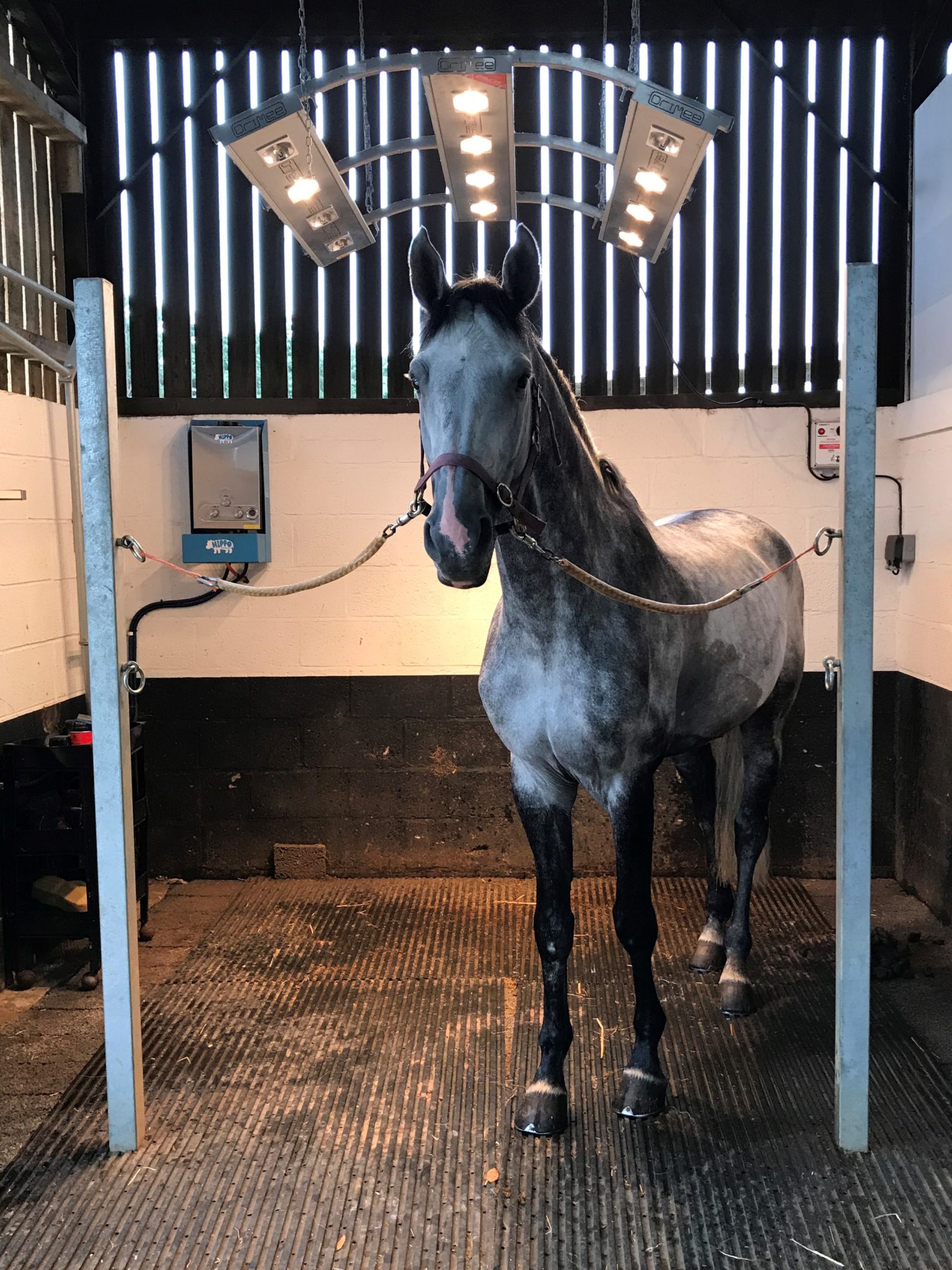 cheval alex fr