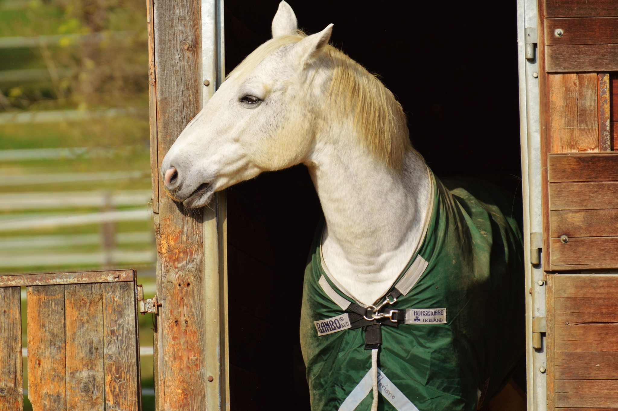 cheval-box
