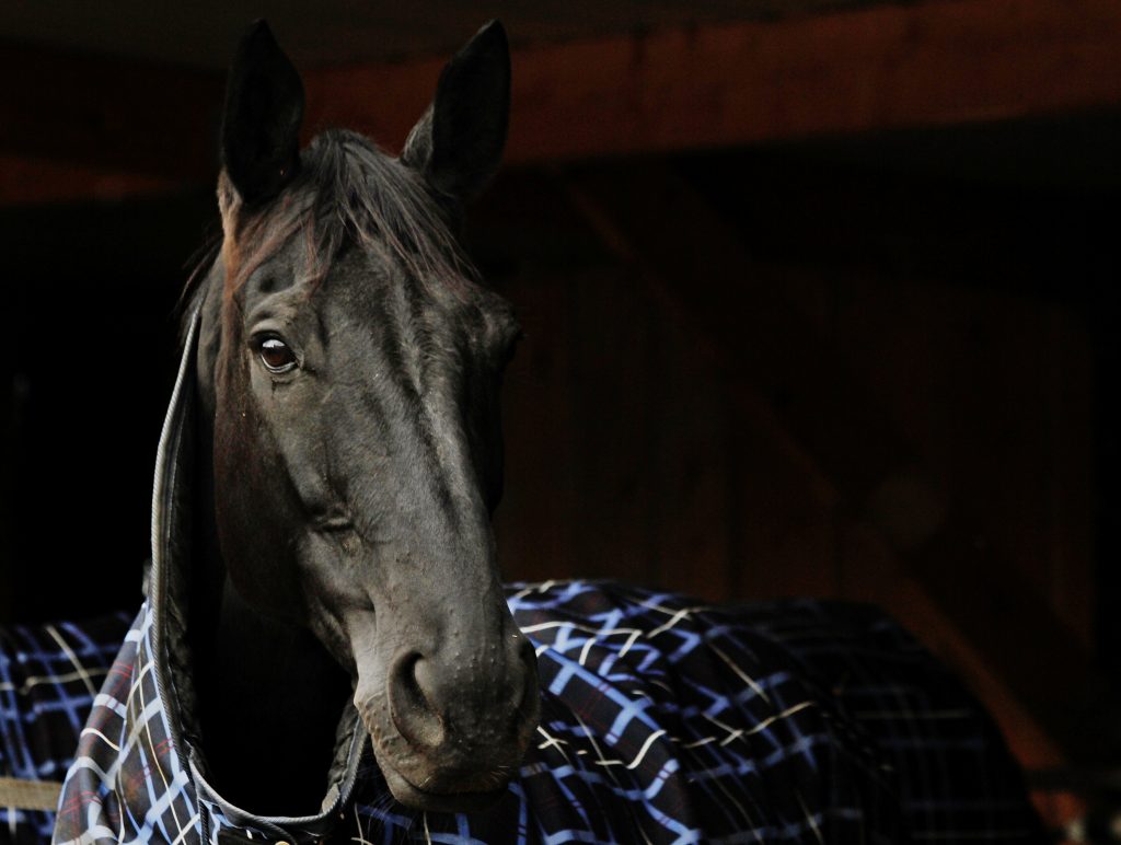 cheval-couverture