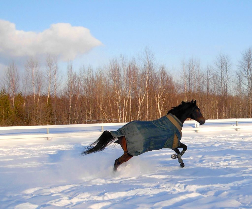 cheval neige