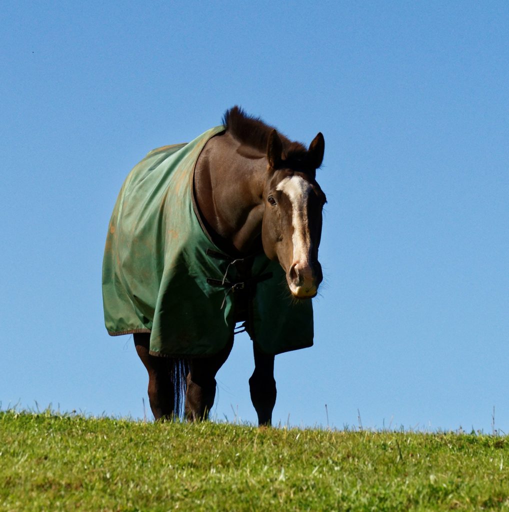 cheval pré