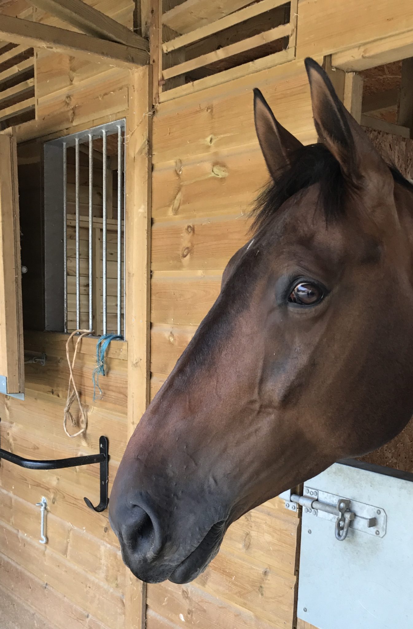 cheval tom fr