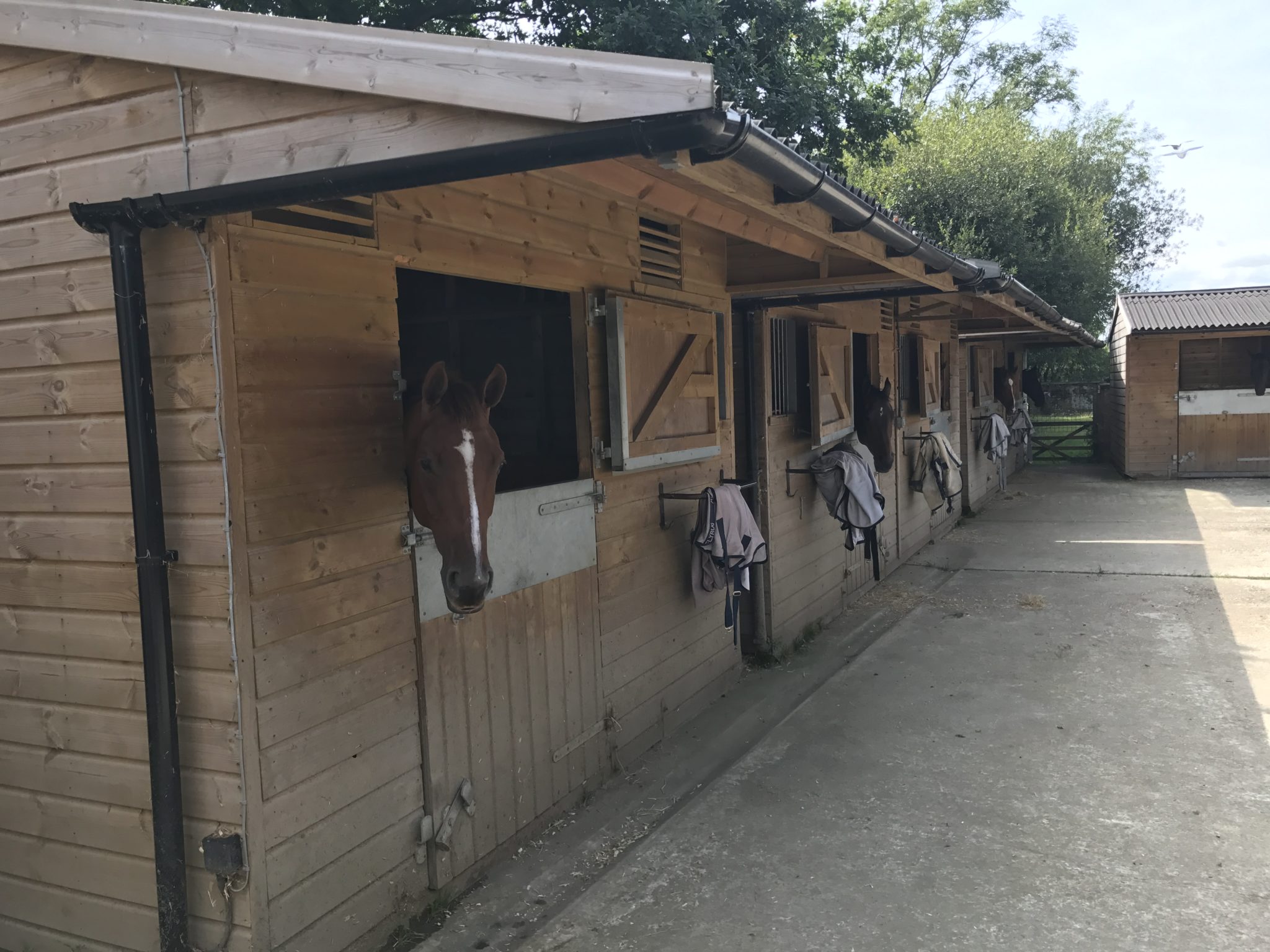 chevaux tom fr