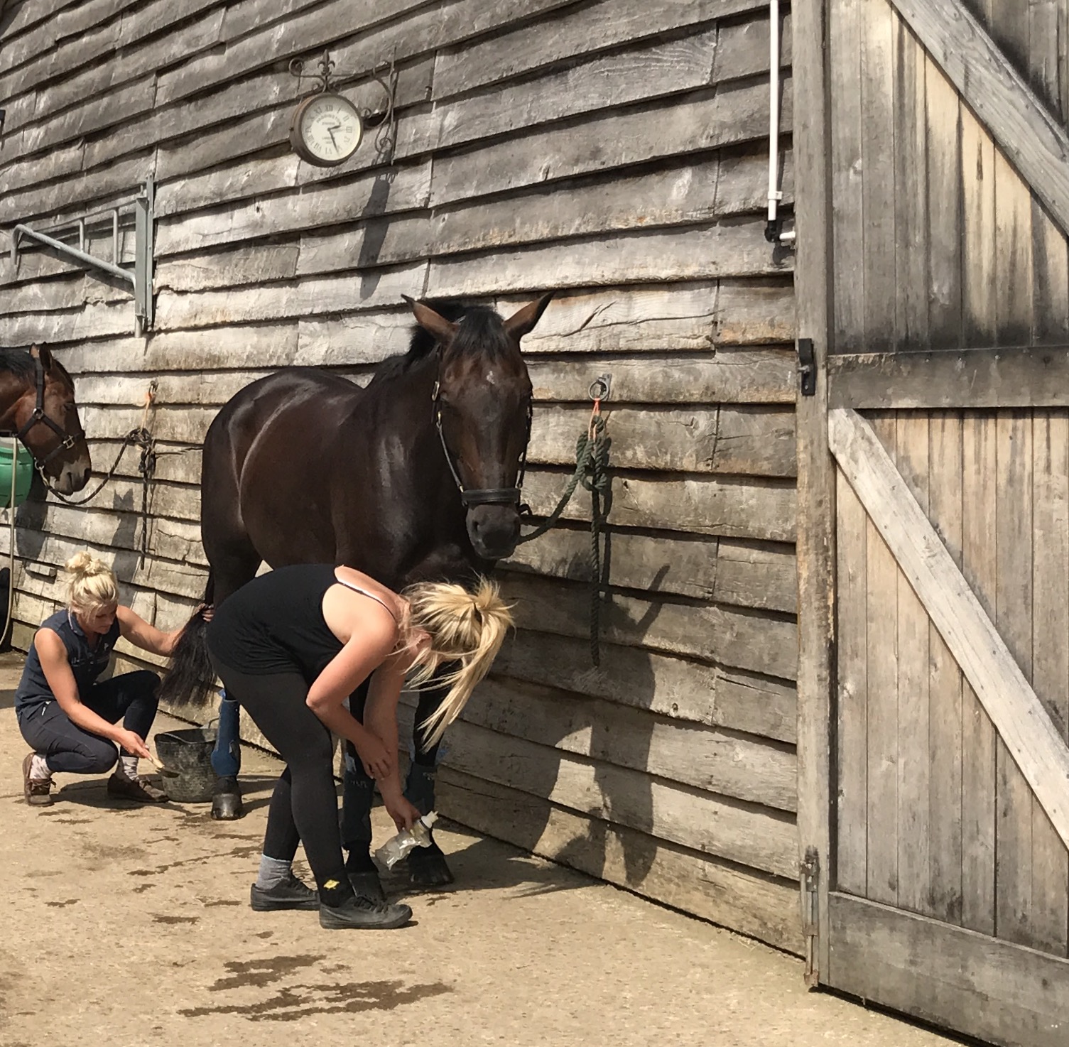 chevaux tom j fr