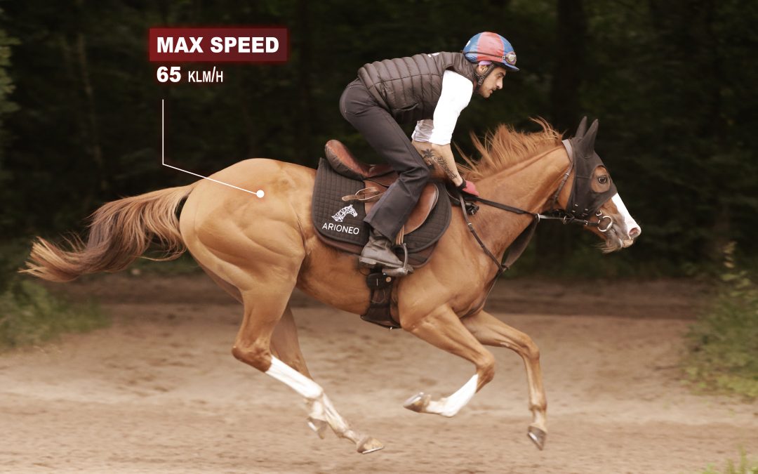 Tenue de vitesse maximale du cheval clé de la victoire en course
