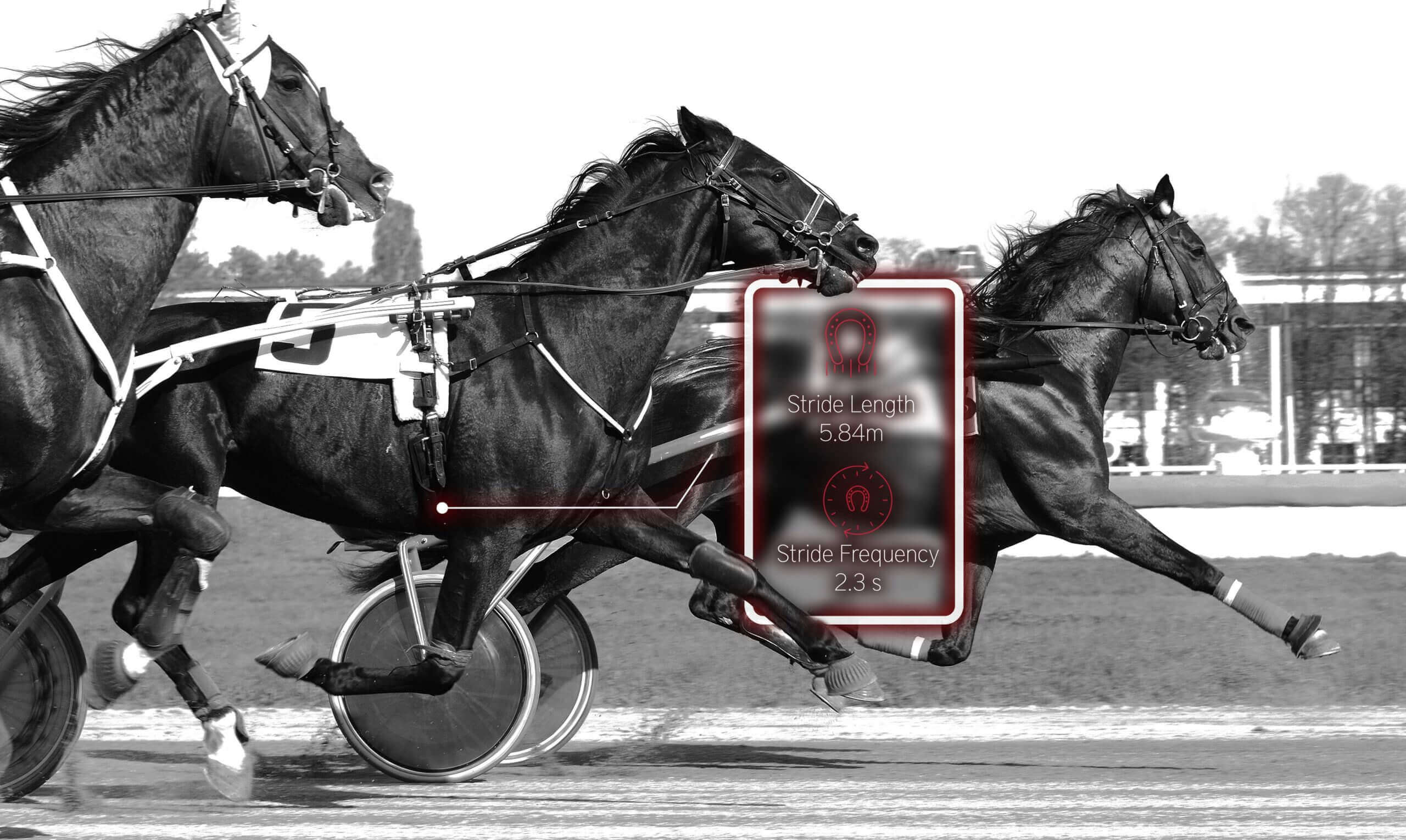 cad et amp trot (1) (1)