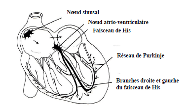ECG du cheval