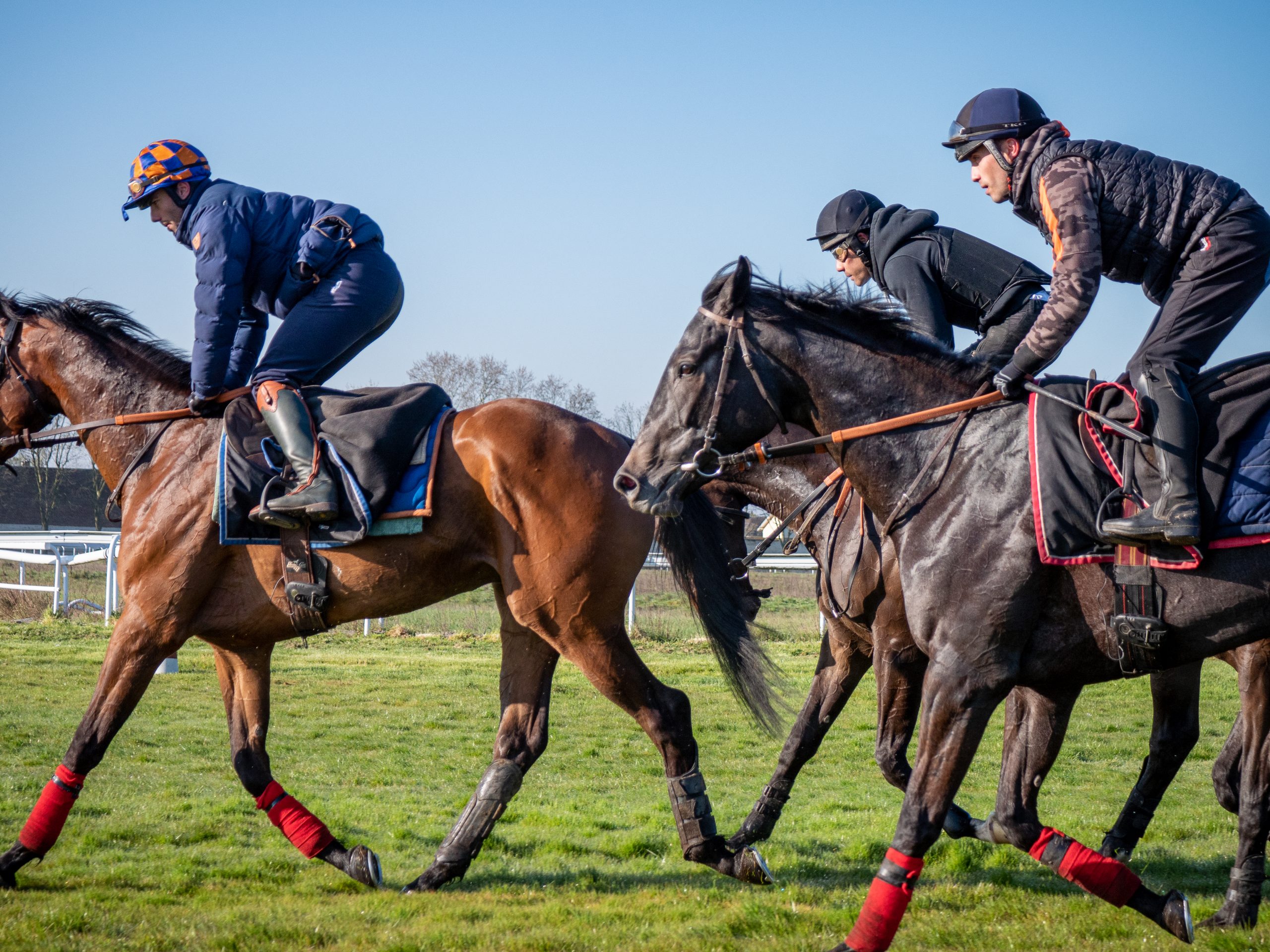 L'individualisation de l'entraînement des chevaux de course - Arioneo