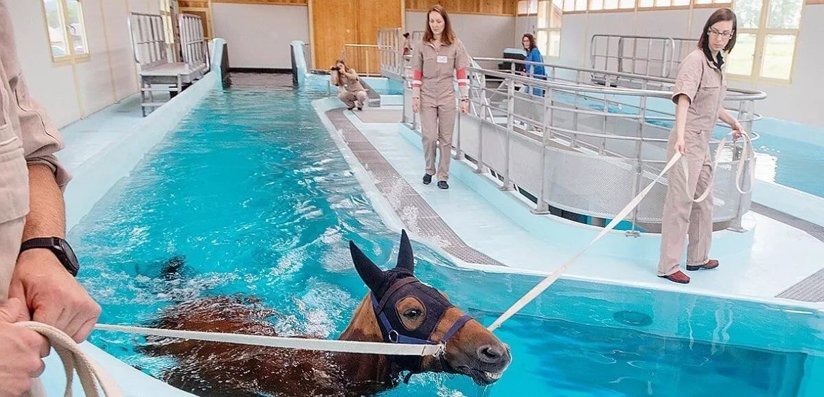 pasted image 0 balneotherapy horses