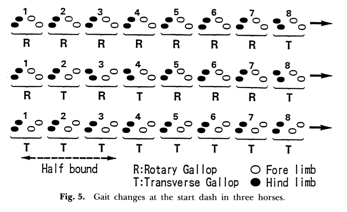 screencheval (2)