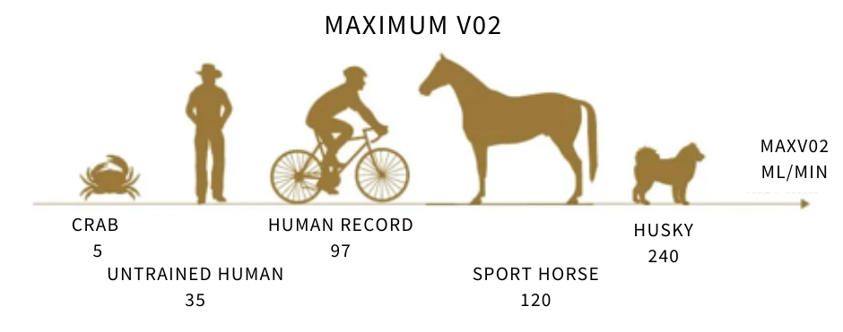 HORSE IMAGES (39)