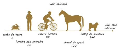 VO2Max par aniaml